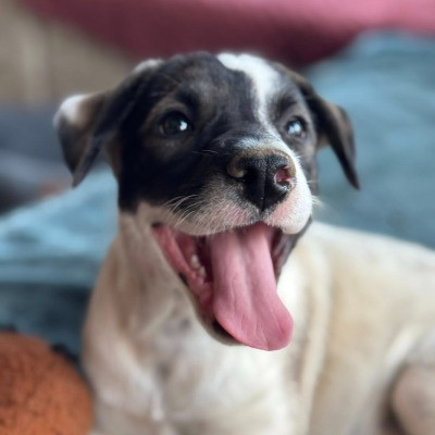 Azula